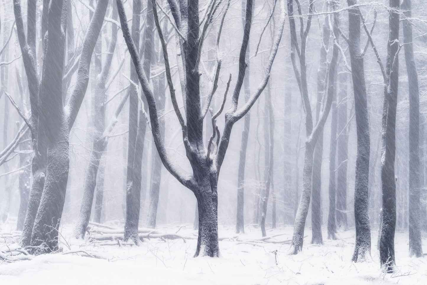 Silent Snow