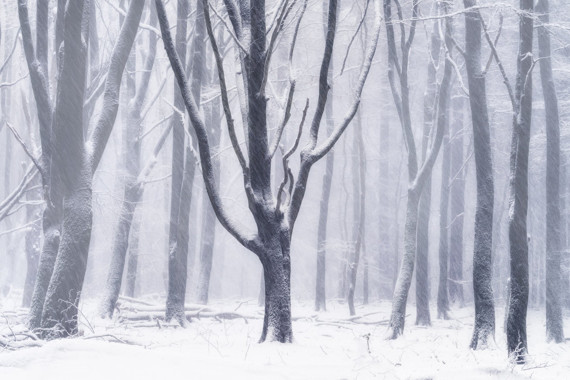 Silent Snow
