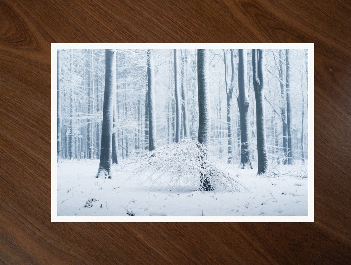 Snow Forest print