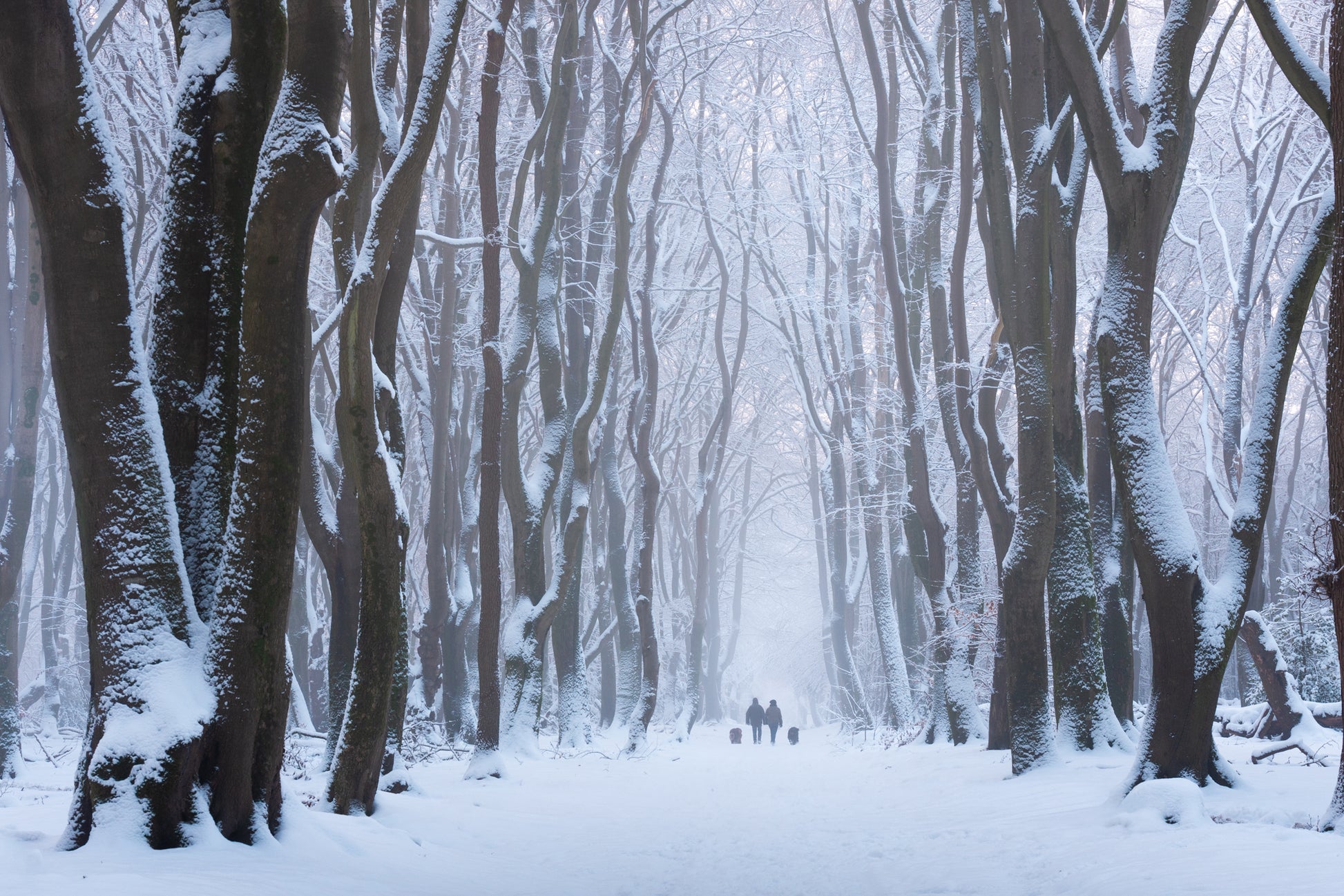 Snow Lane