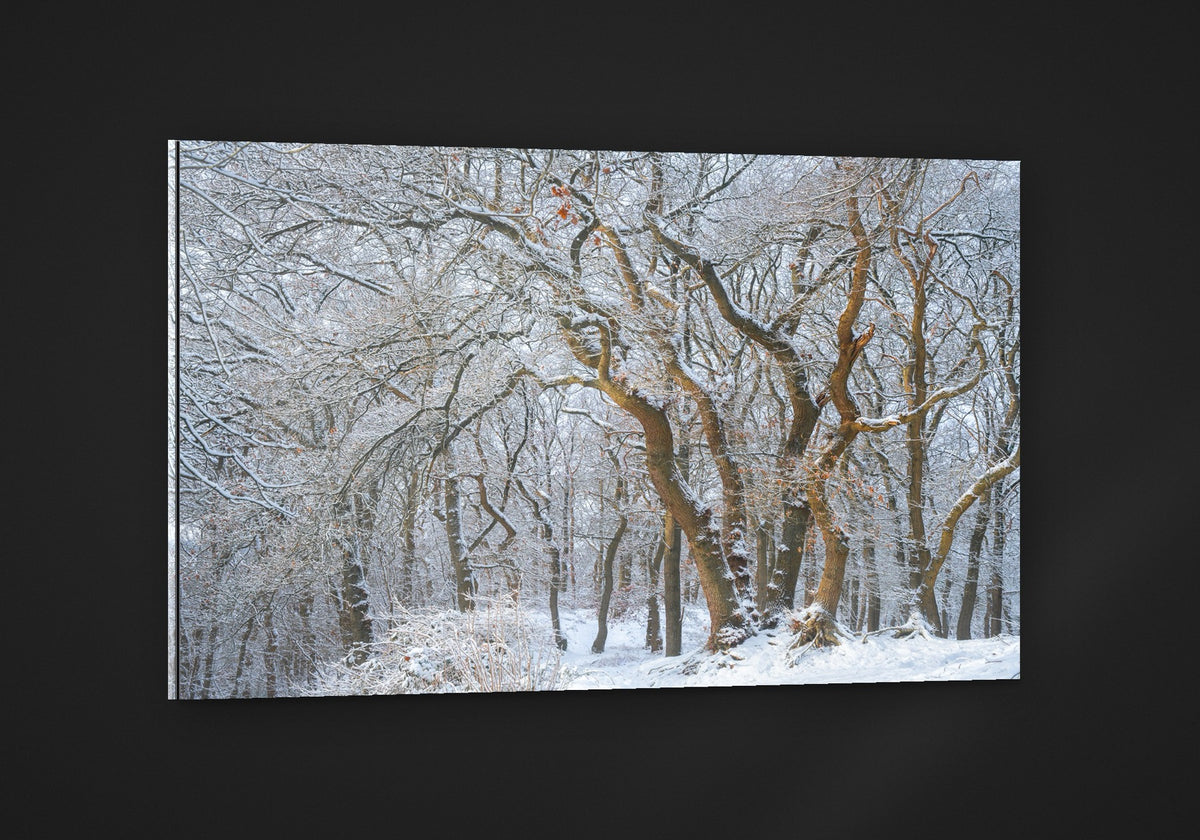 Snow Oaks acryl