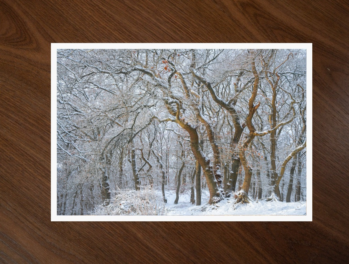 Snow Oaks print