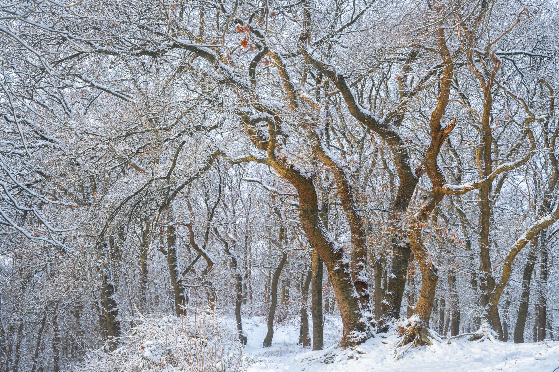 Snow Oaks