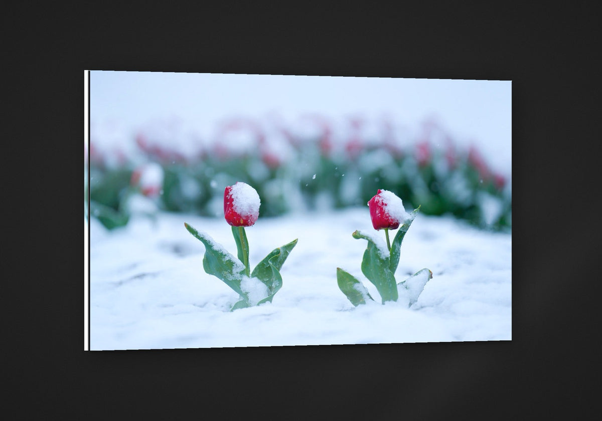 Snowkissed Tulips acryl