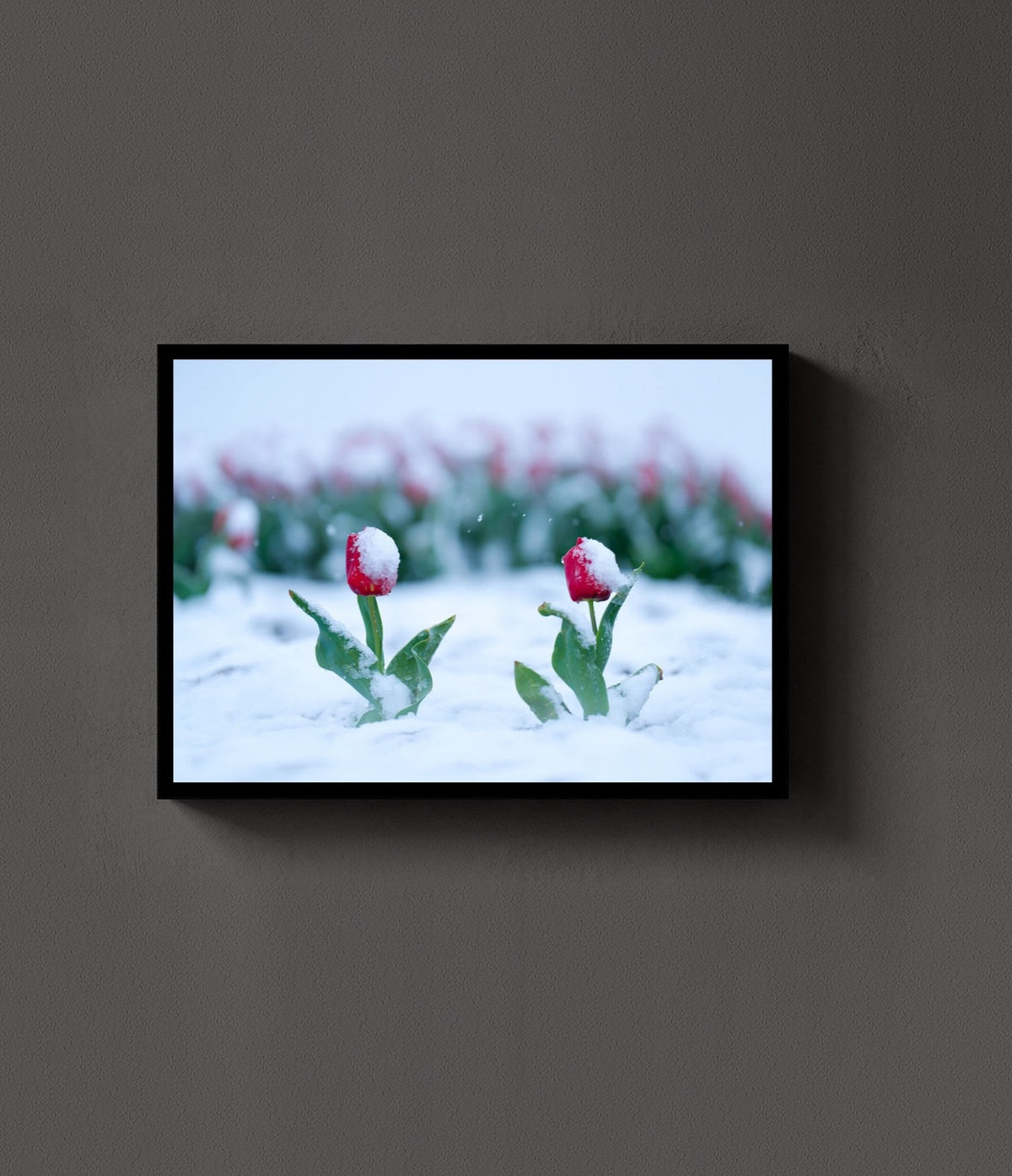 Snowkissed Tulips lijst