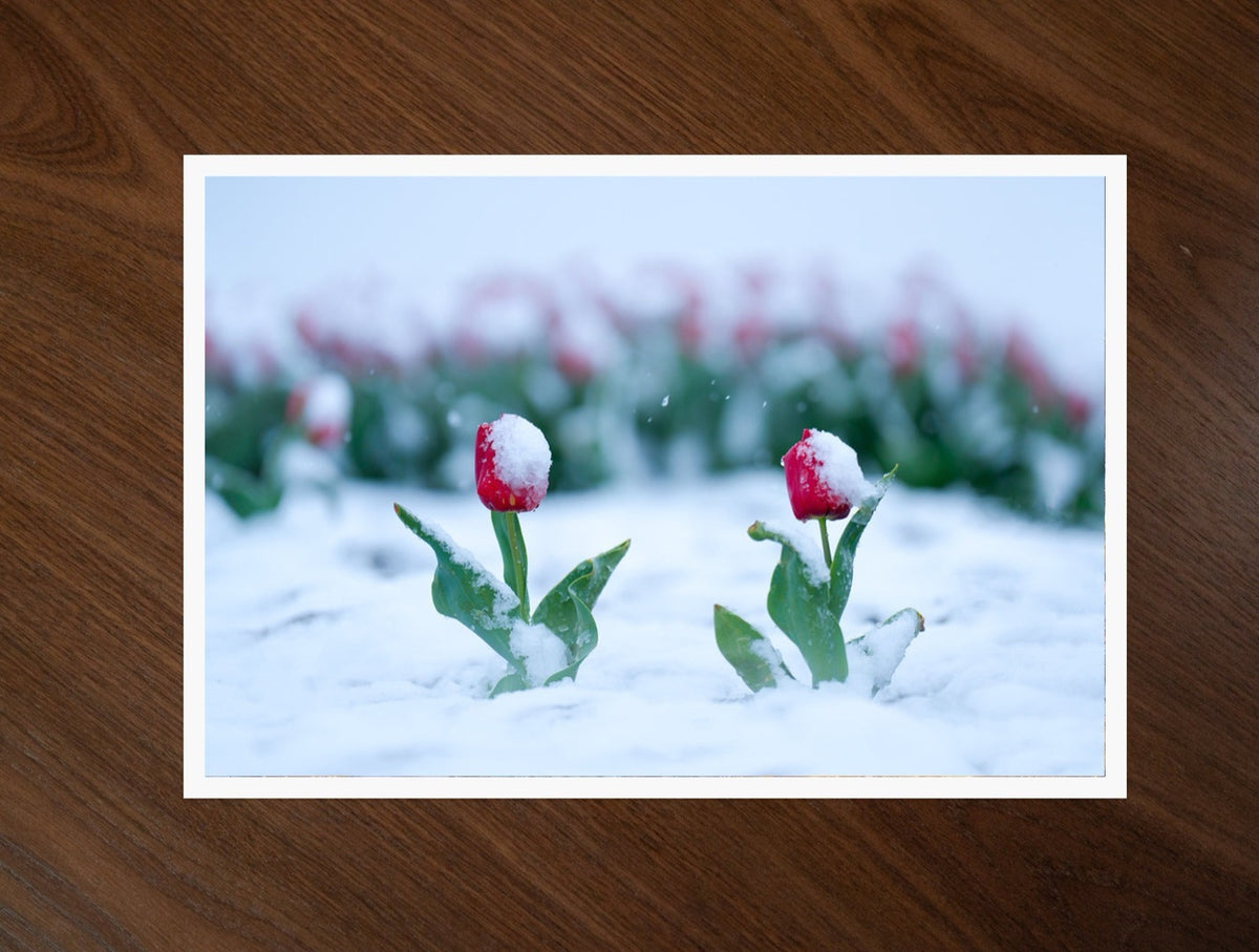 Snowkissed Tulips print
