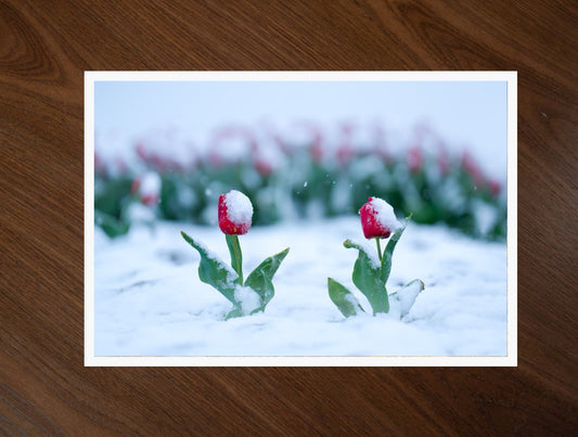 Snowkissed Tulips print