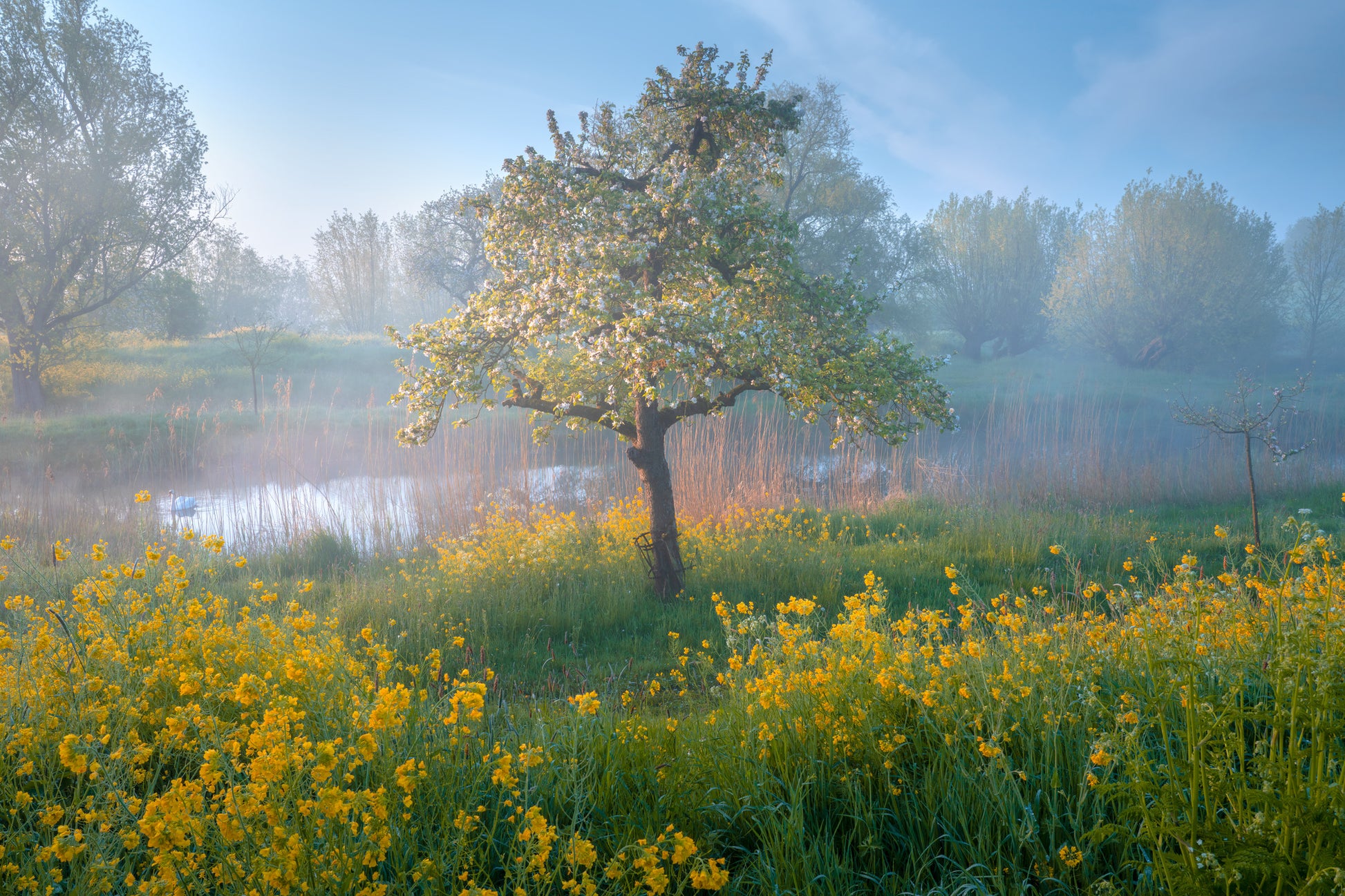 Spring Gold