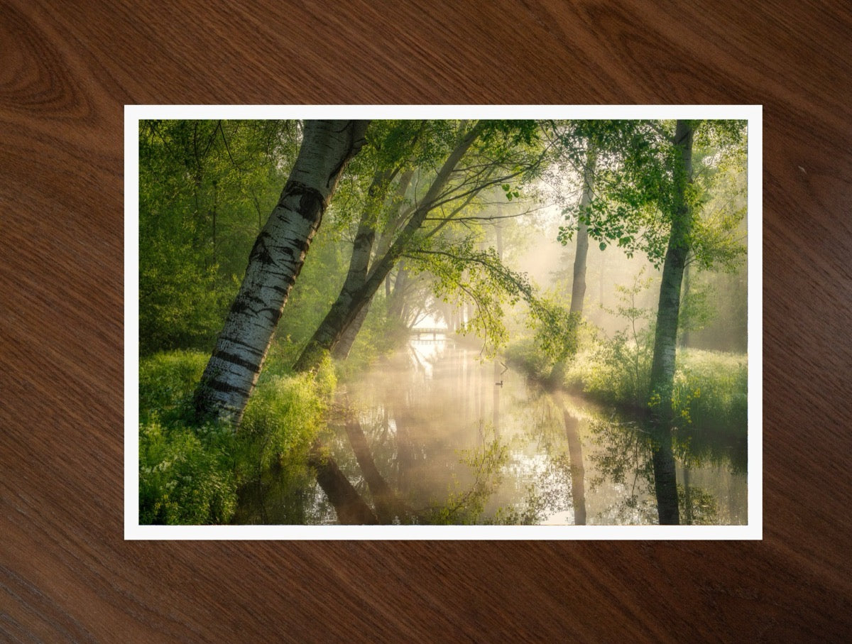 Spring Rays print