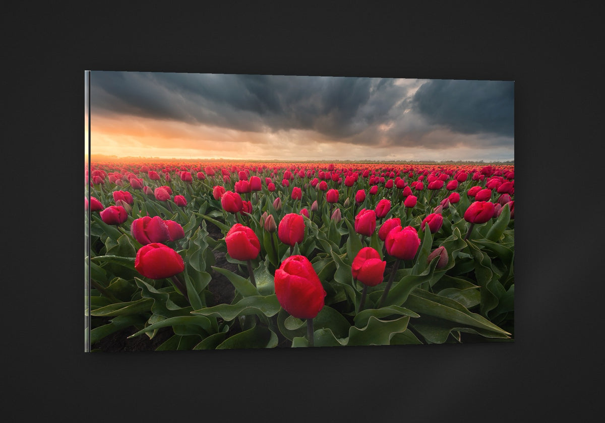Stormy Tulips acryl