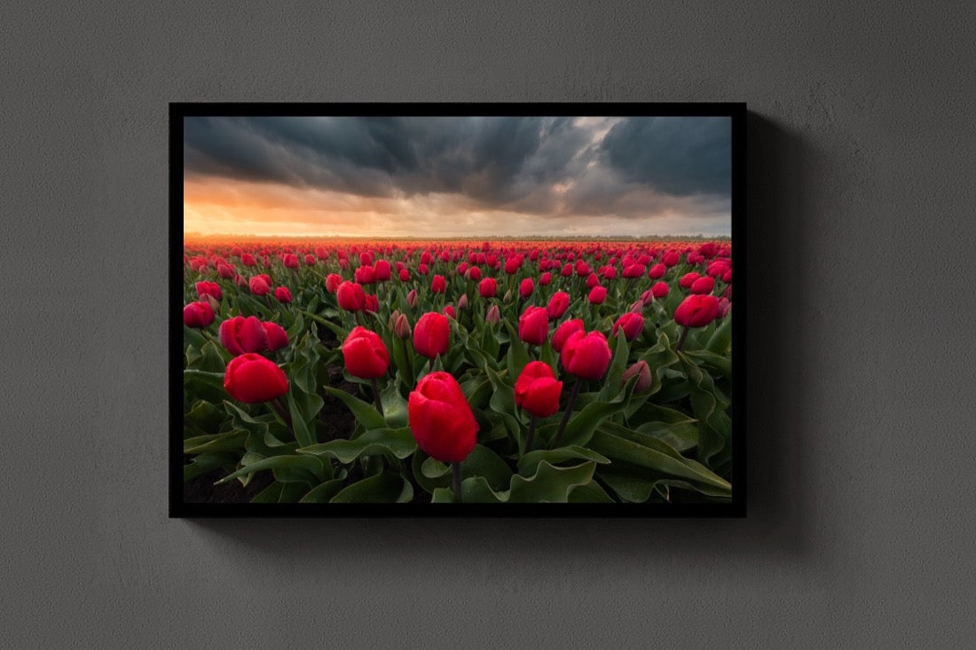 Stormy Tulips lijst