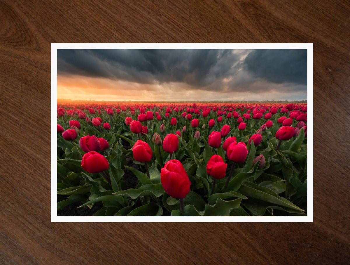 Stormy Tulips print