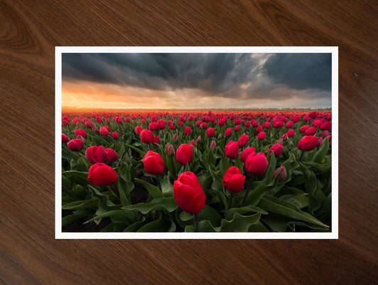 Stormy Tulips print