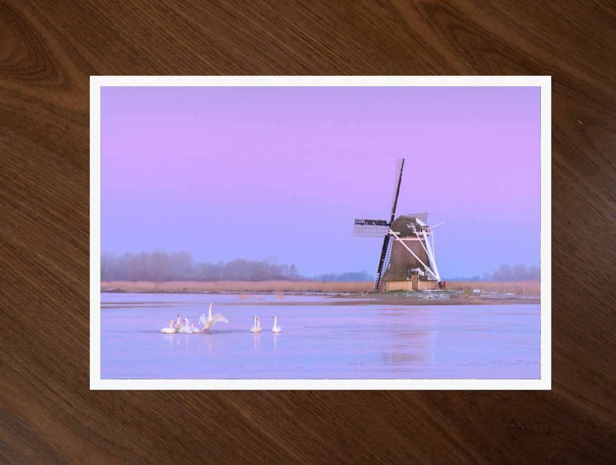 Swans at the Mill print
