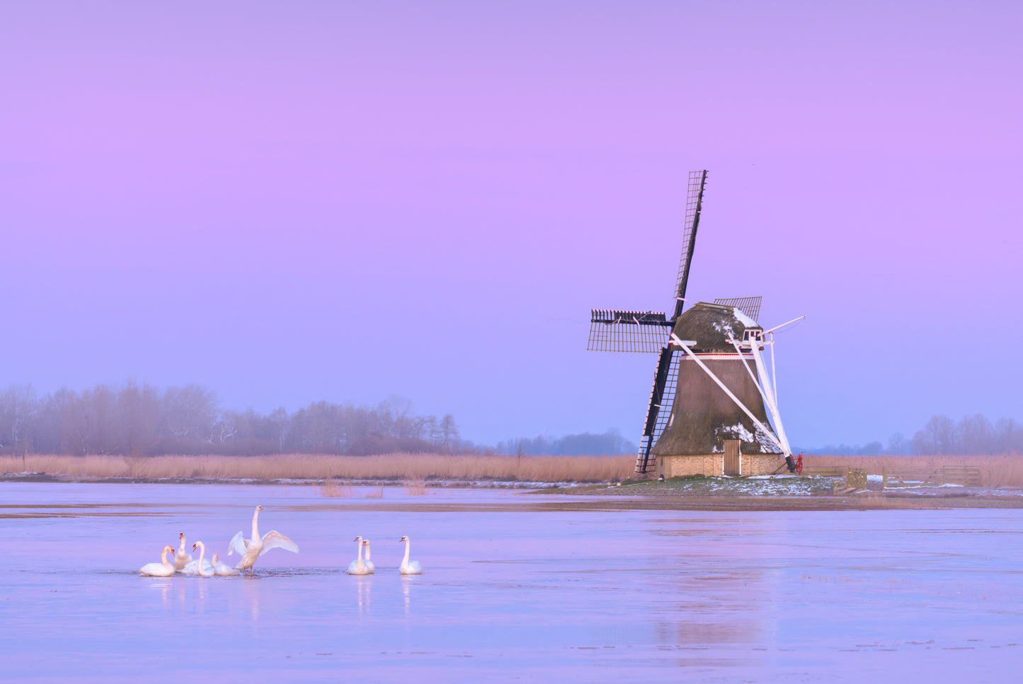 Swans at the Mill