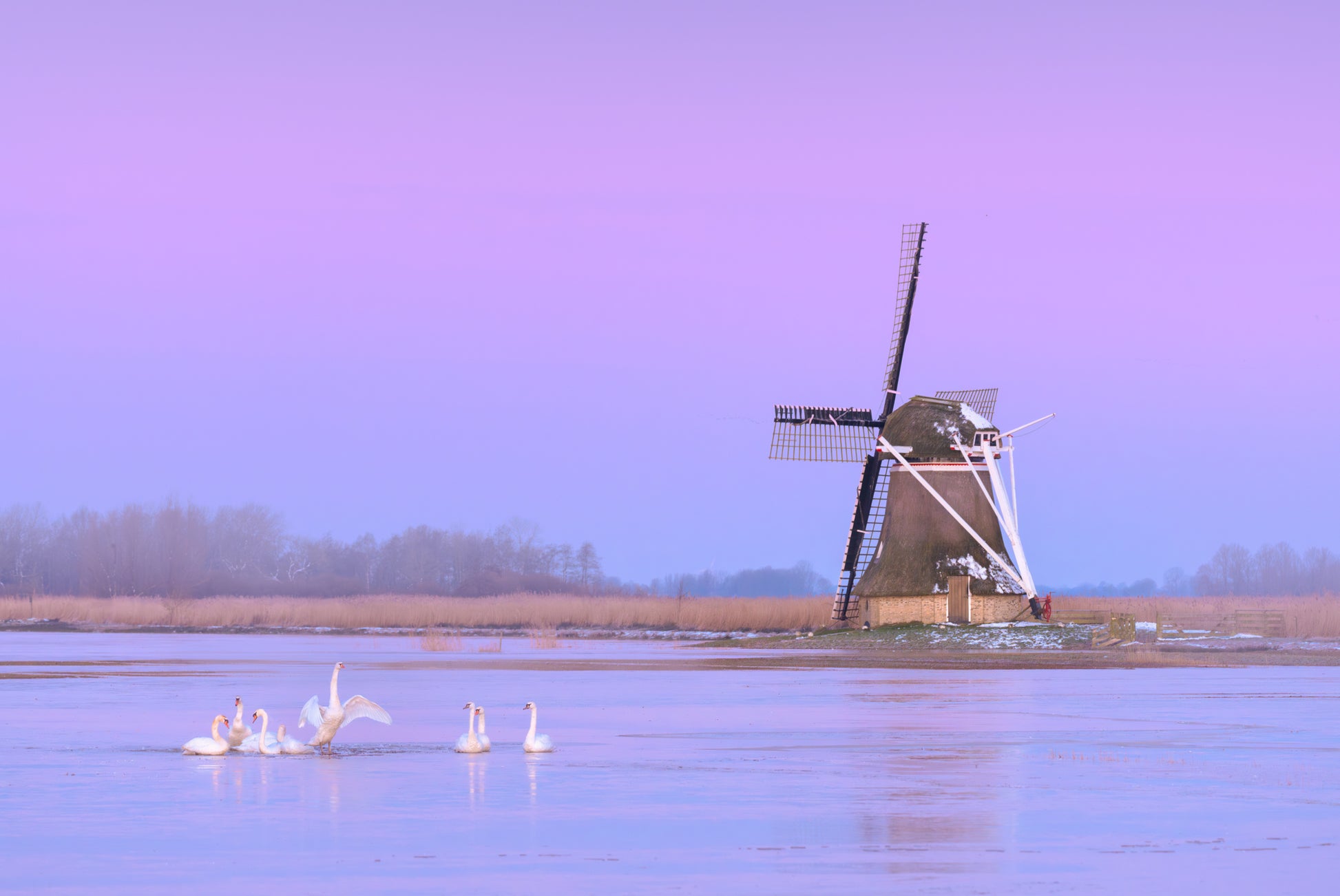 Swans at the Mill