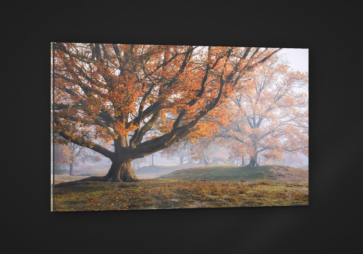 The Autumn Oak acryl