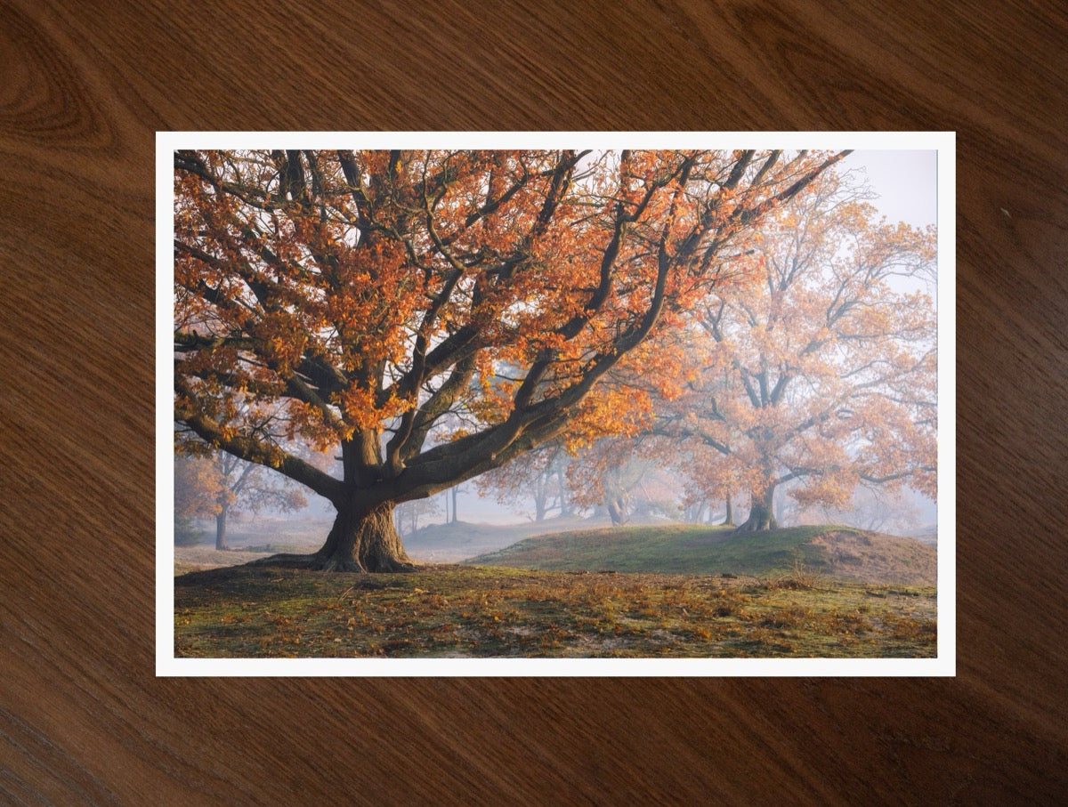 The Autumn Oak print
