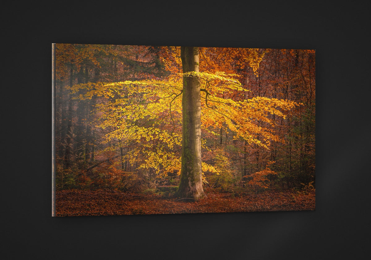 The Autumn Umbrella acryl
