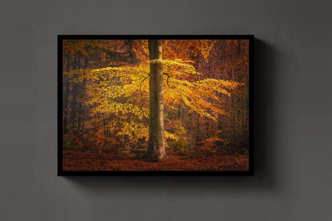 The Autumn Umbrella lijst