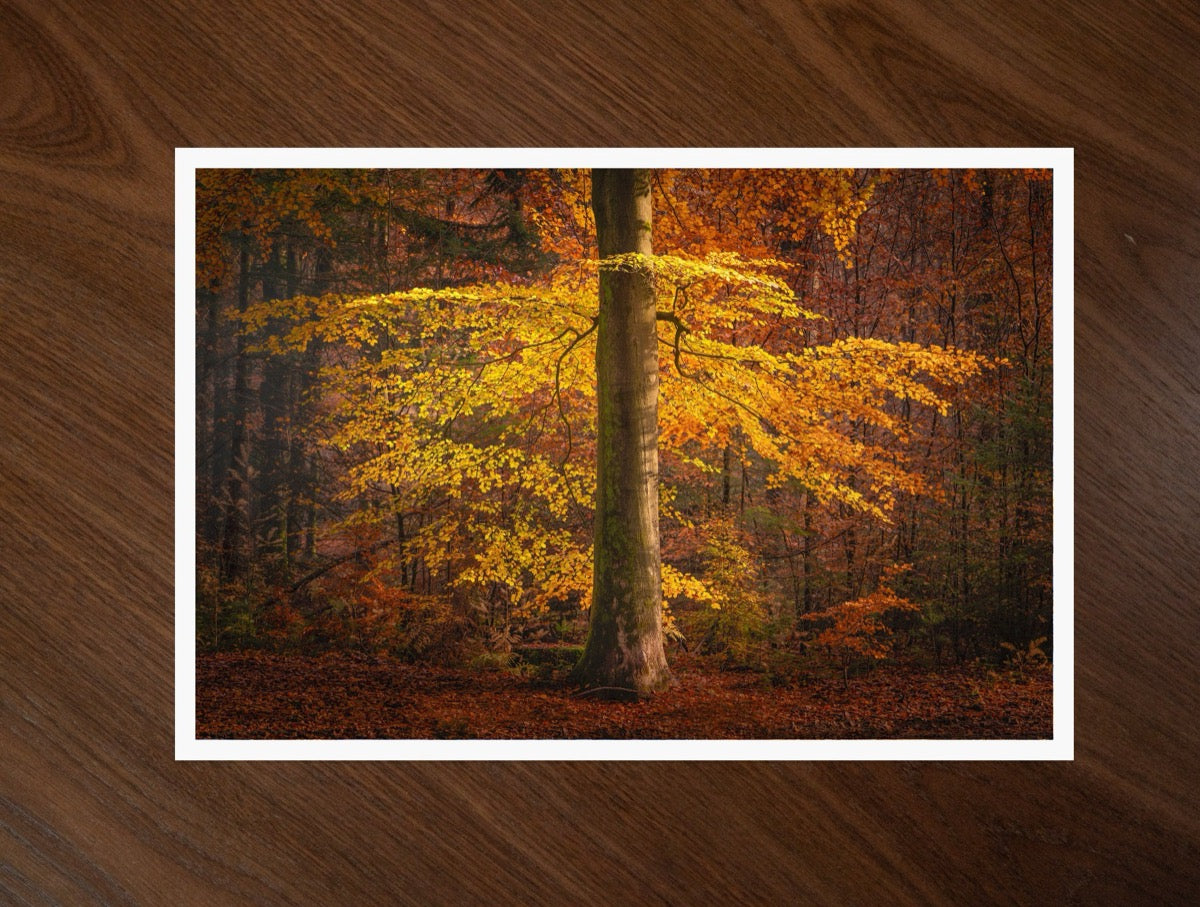 The Autumn Umbrella print