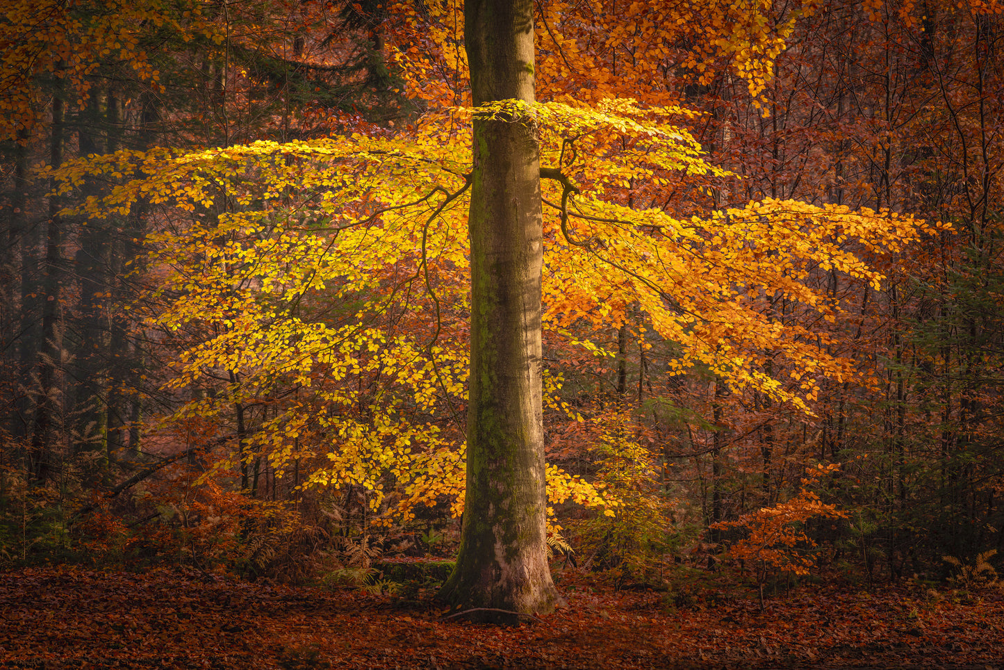 The Autumn Umbrella