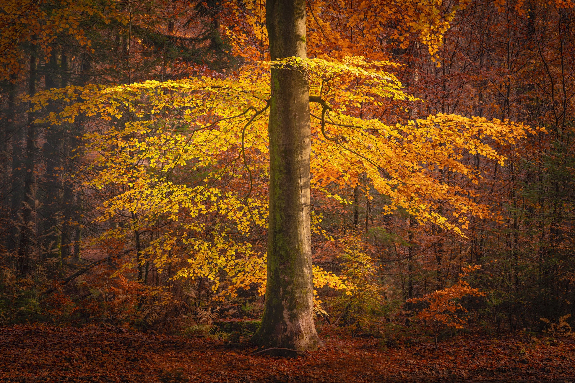 The Autumn Umbrella