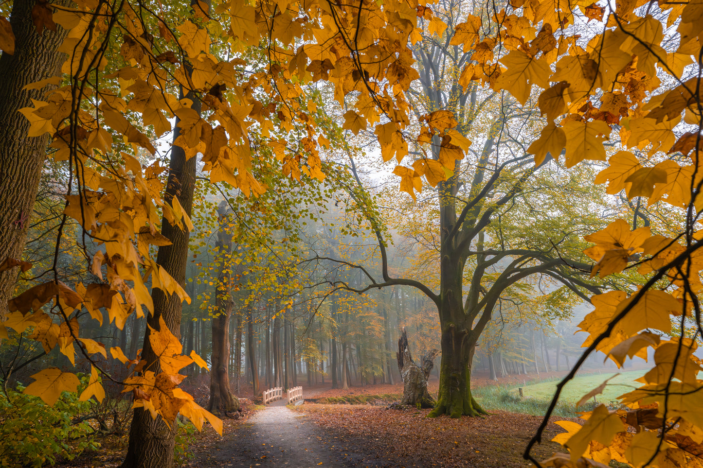 The Autumn Walk