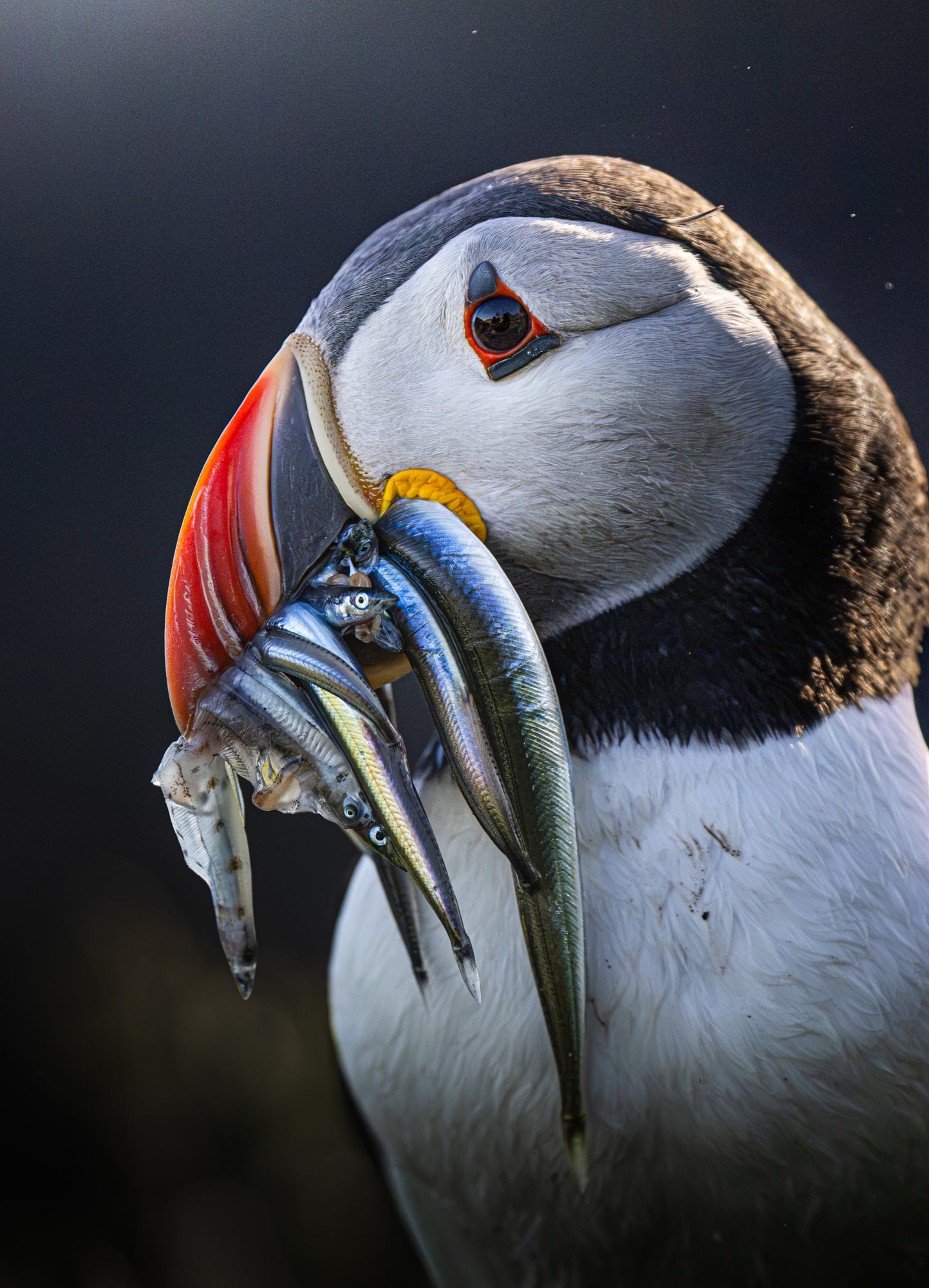 The Catch