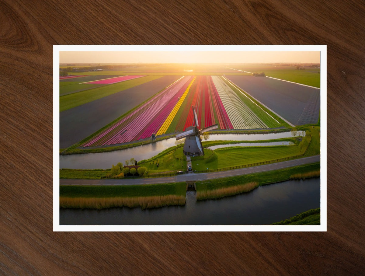 The Classic Tulip Field print
