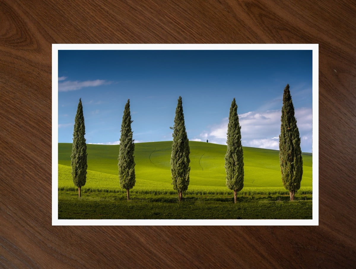 The Cypress Line print