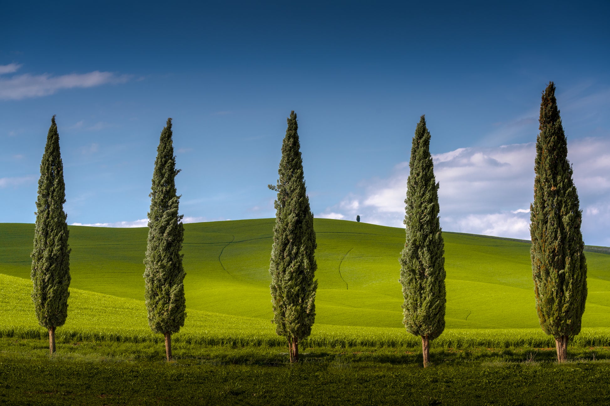 The Cypress Line