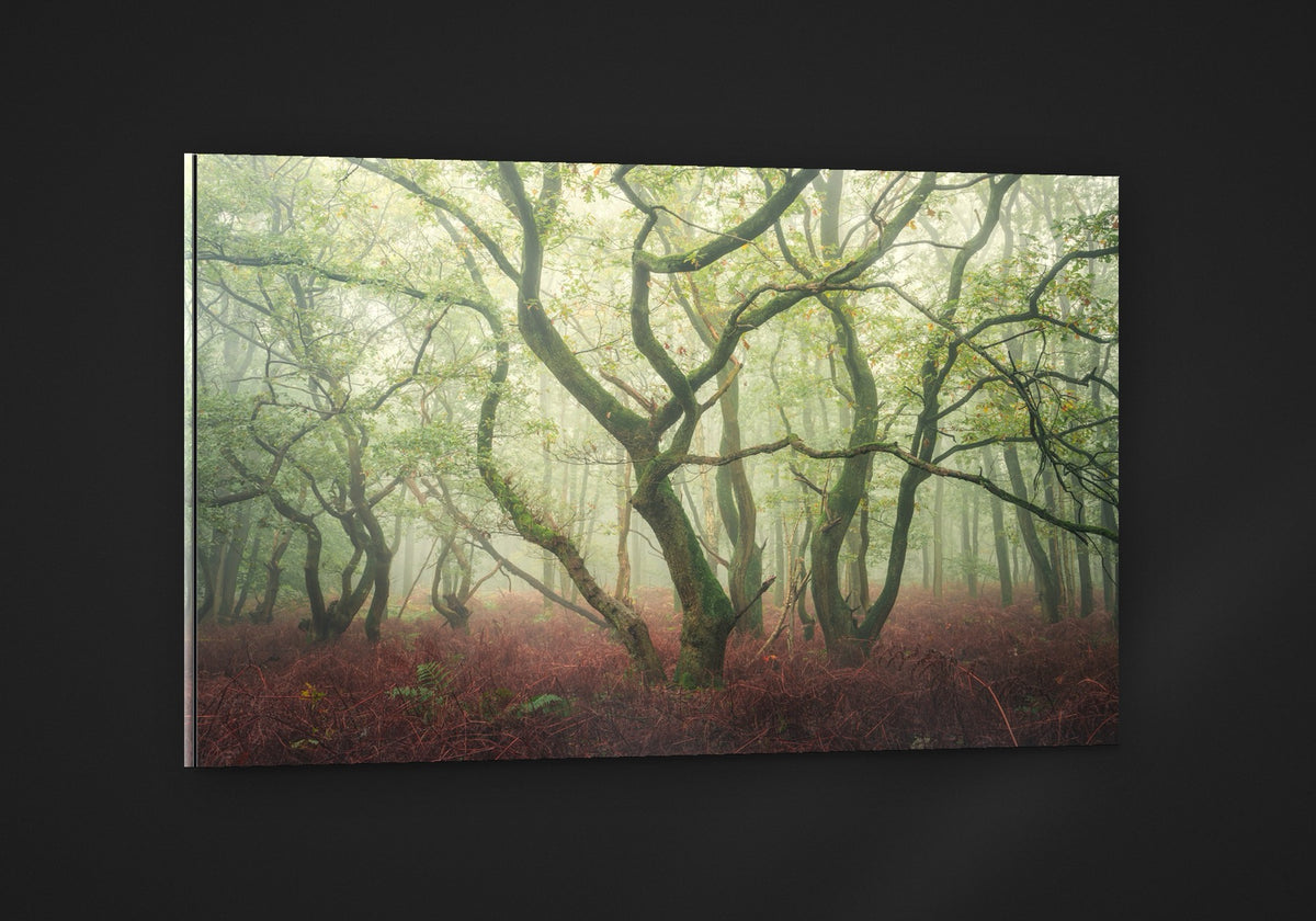 The Dancing Trees acryl