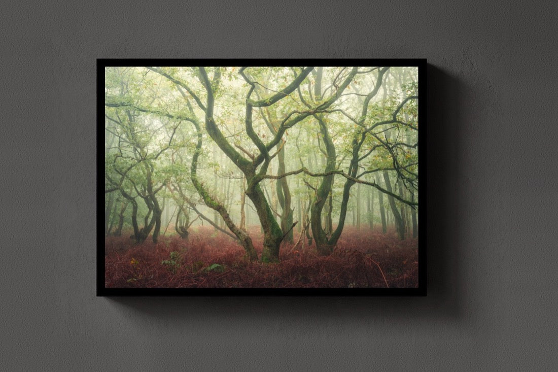 The Dancing Trees lijst
