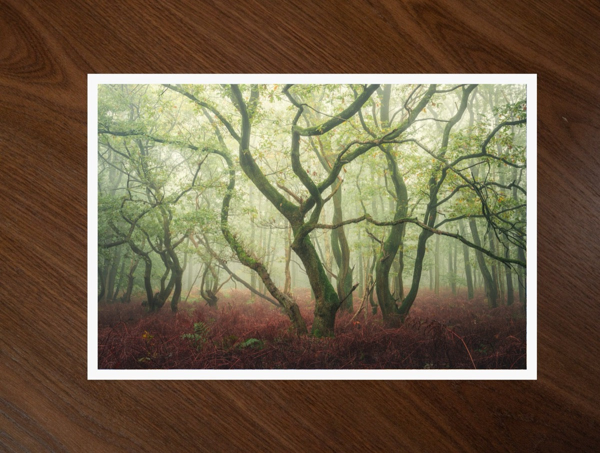 The Dancing Trees print