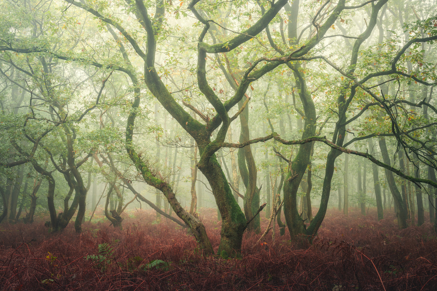 The Dancing Trees