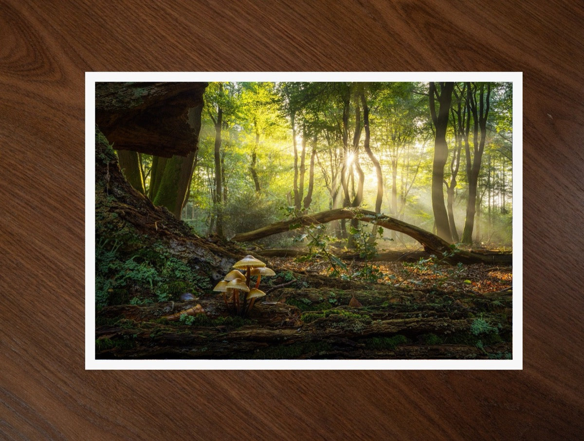 The Fallen Arch print