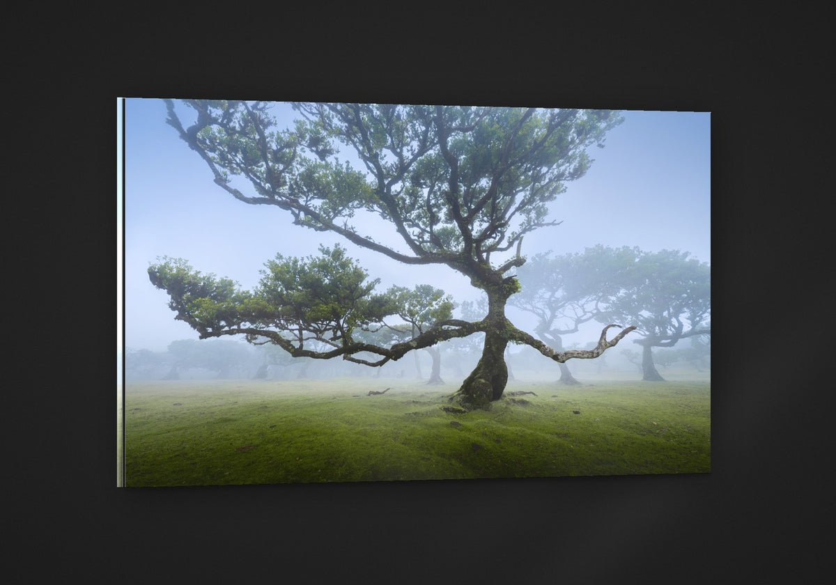 The Fanal Tree acryl