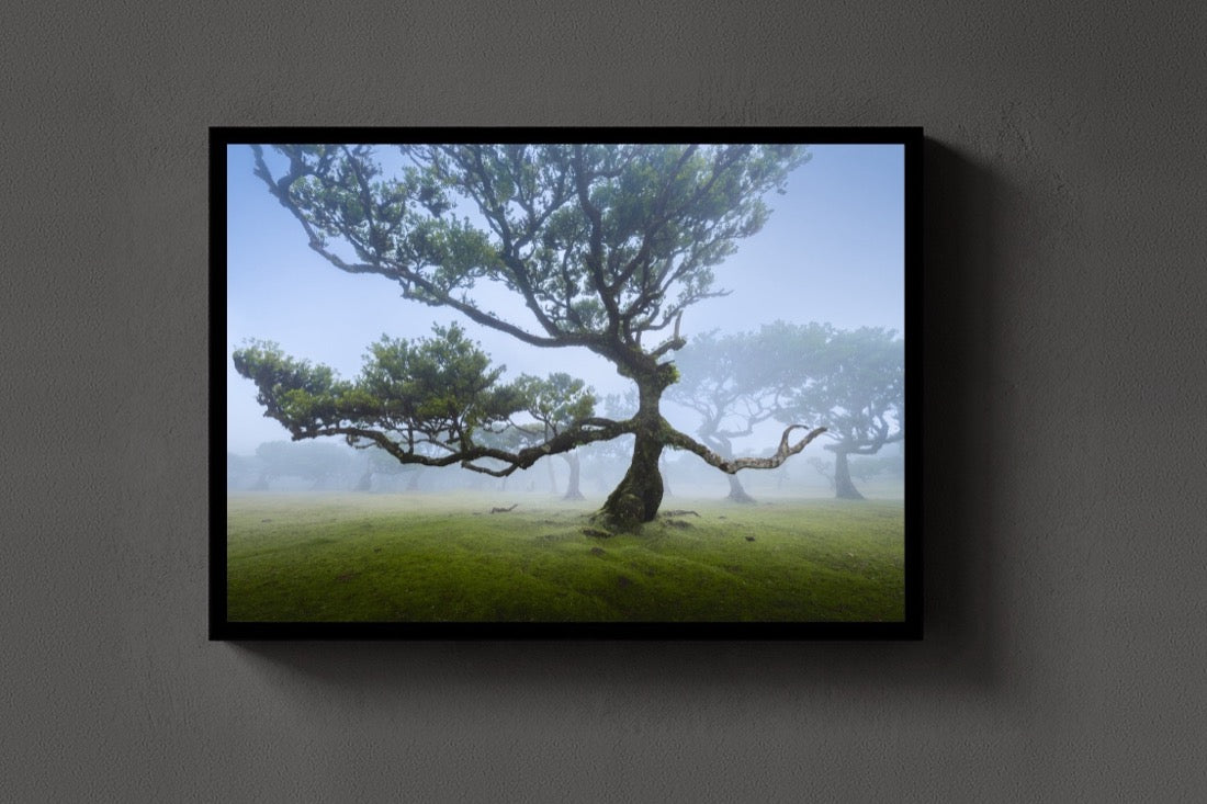The Fanal Tree lijst