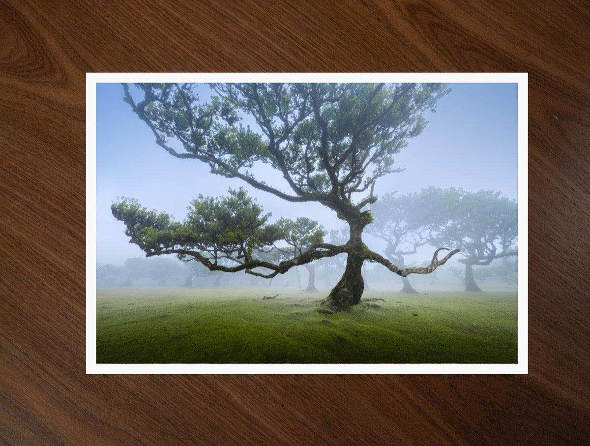 The Fanal Tree print