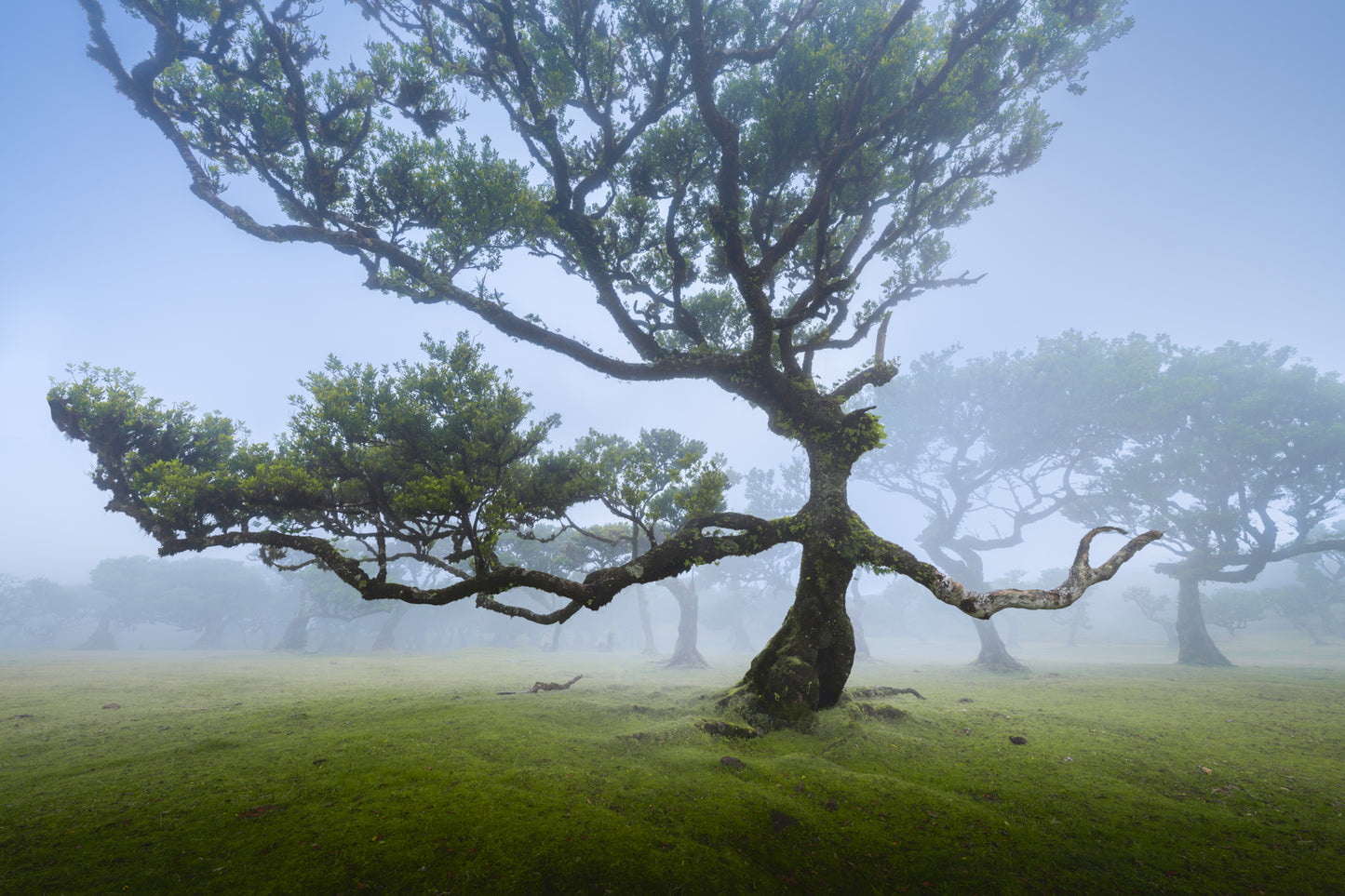 The Fanal Tree