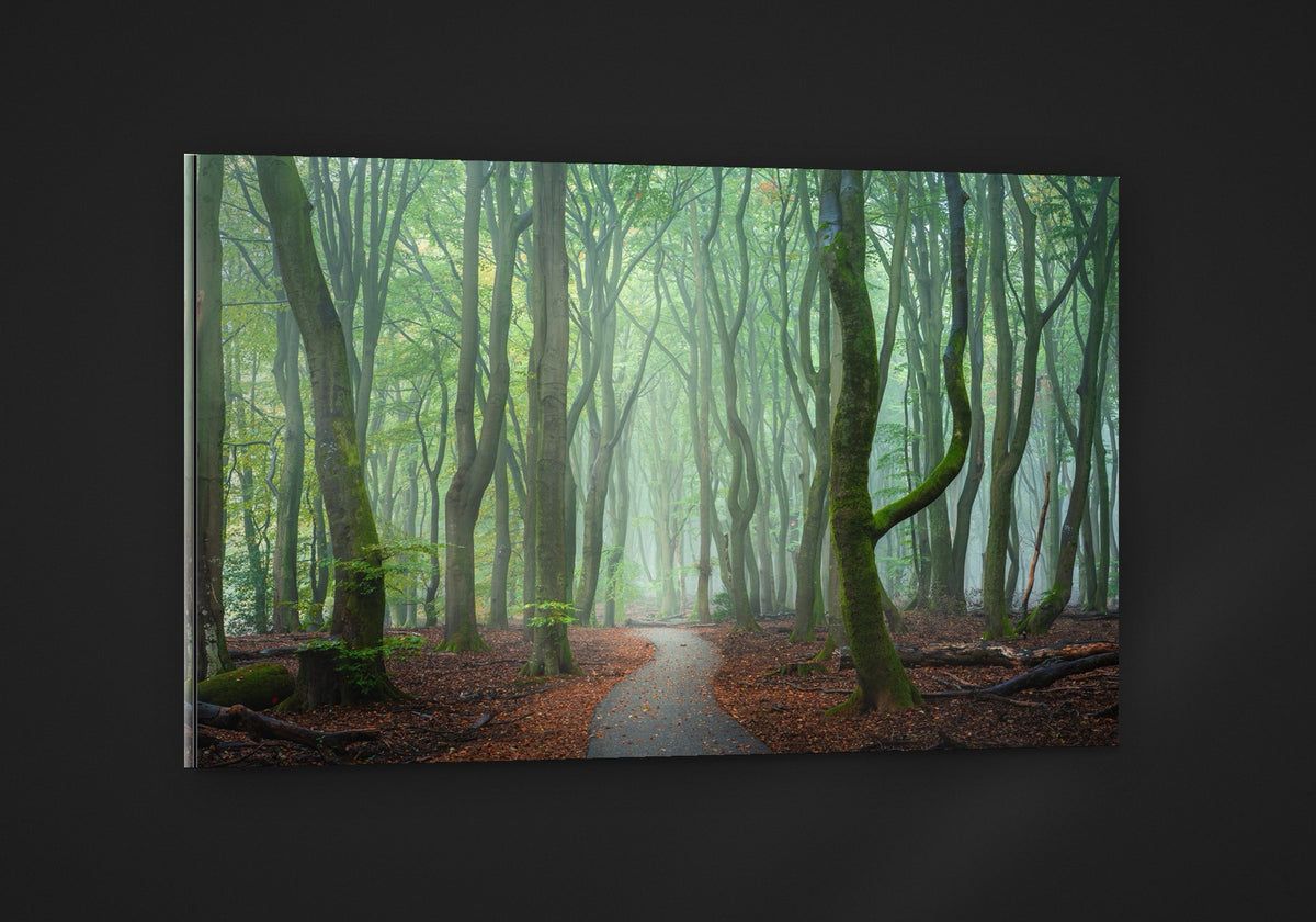 The Forest Path acryl