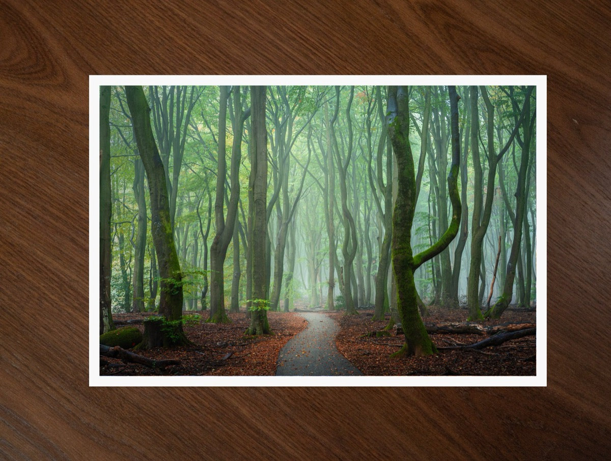 The Forest Path print