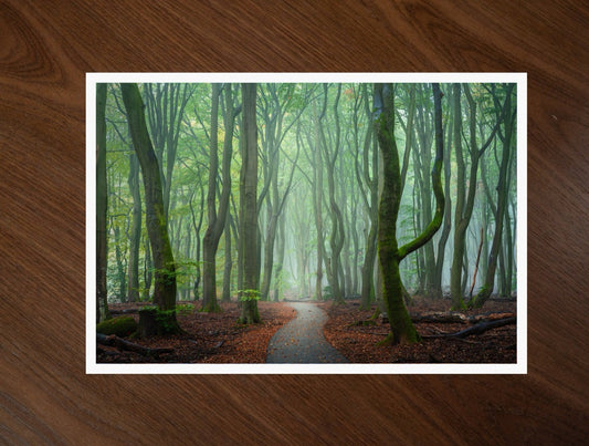 The Forest Path print