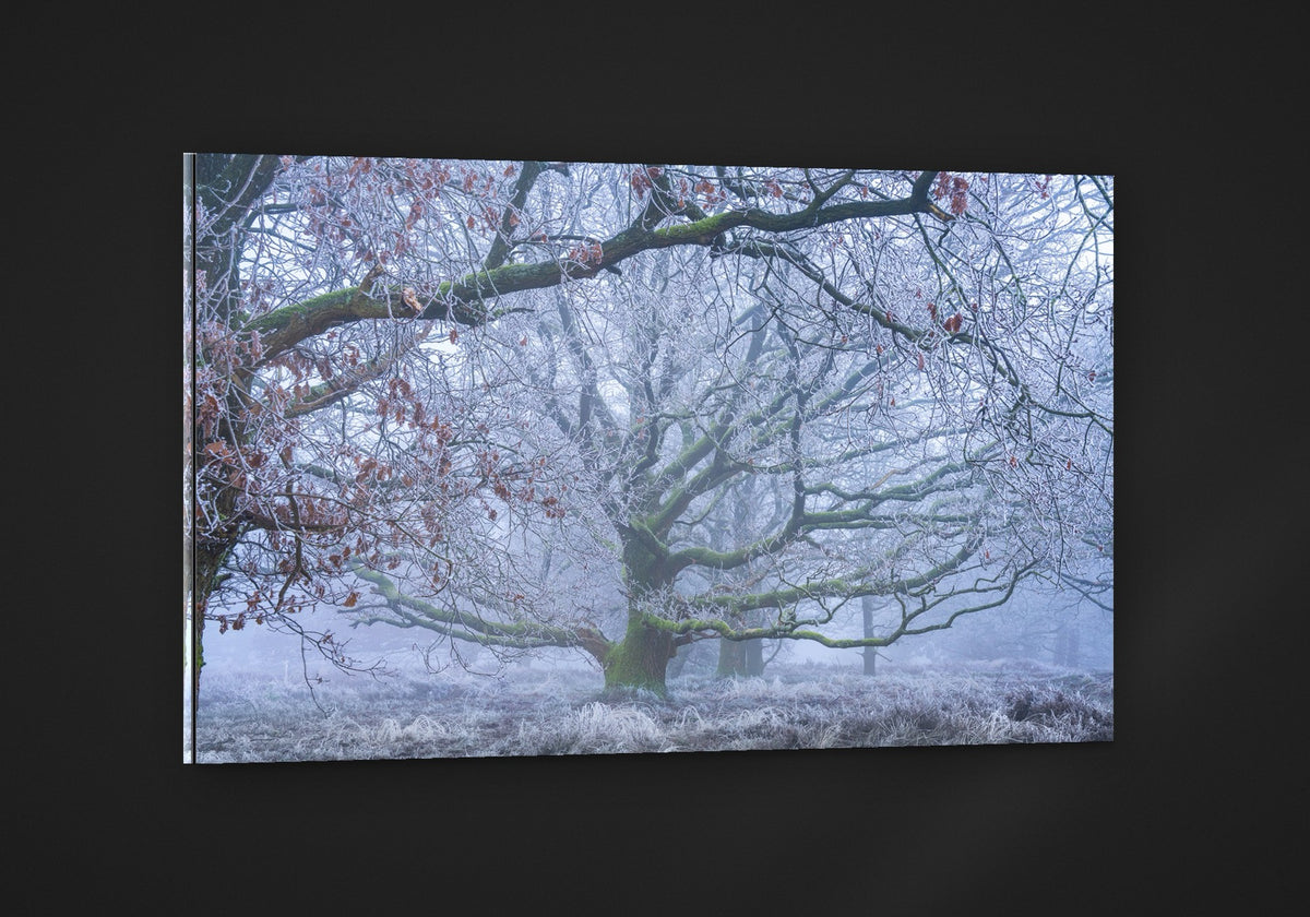 The Frosted Oak acryl