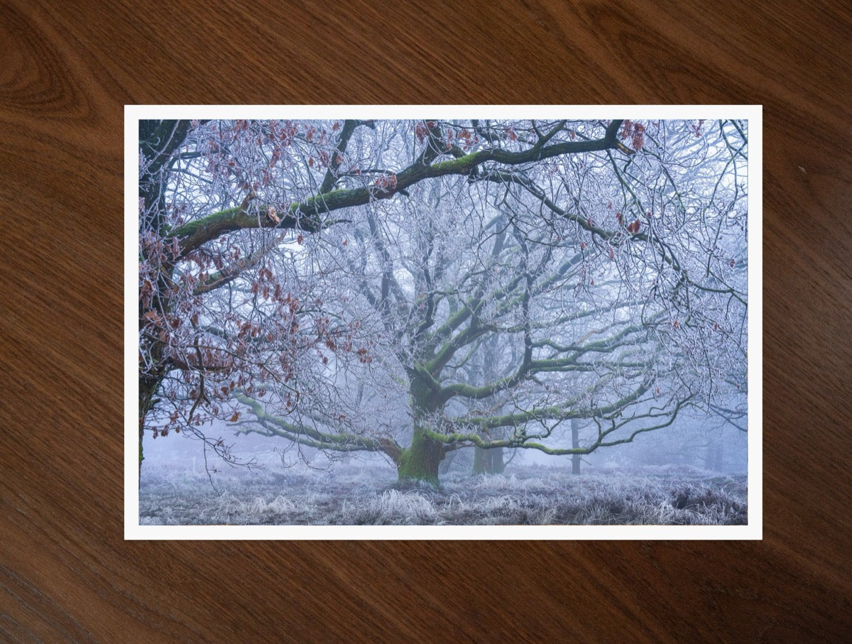 The Frosted Oak print