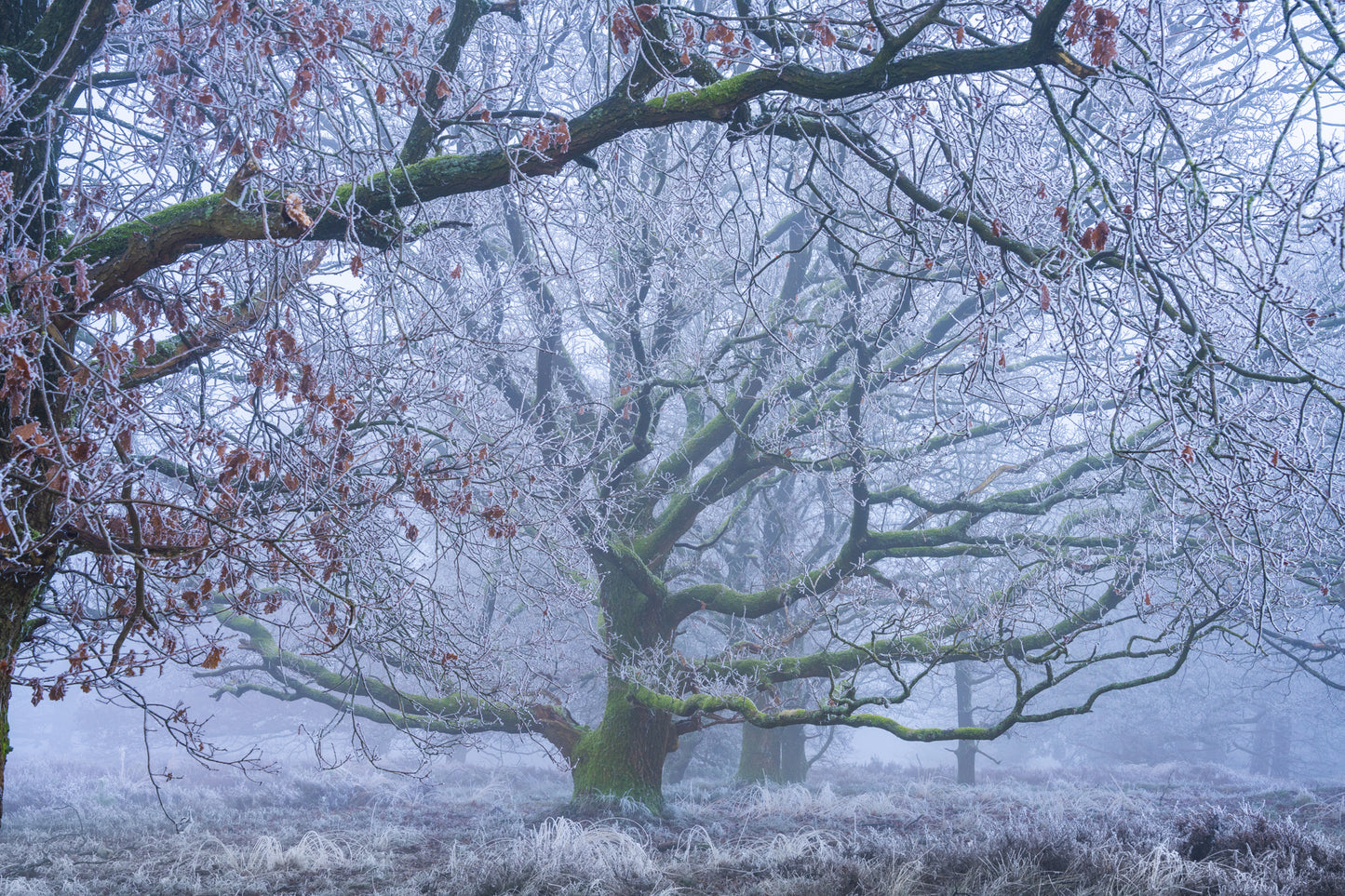 The Frosted Oak