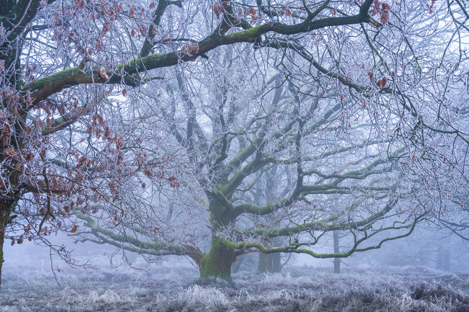 The Frosted Oak