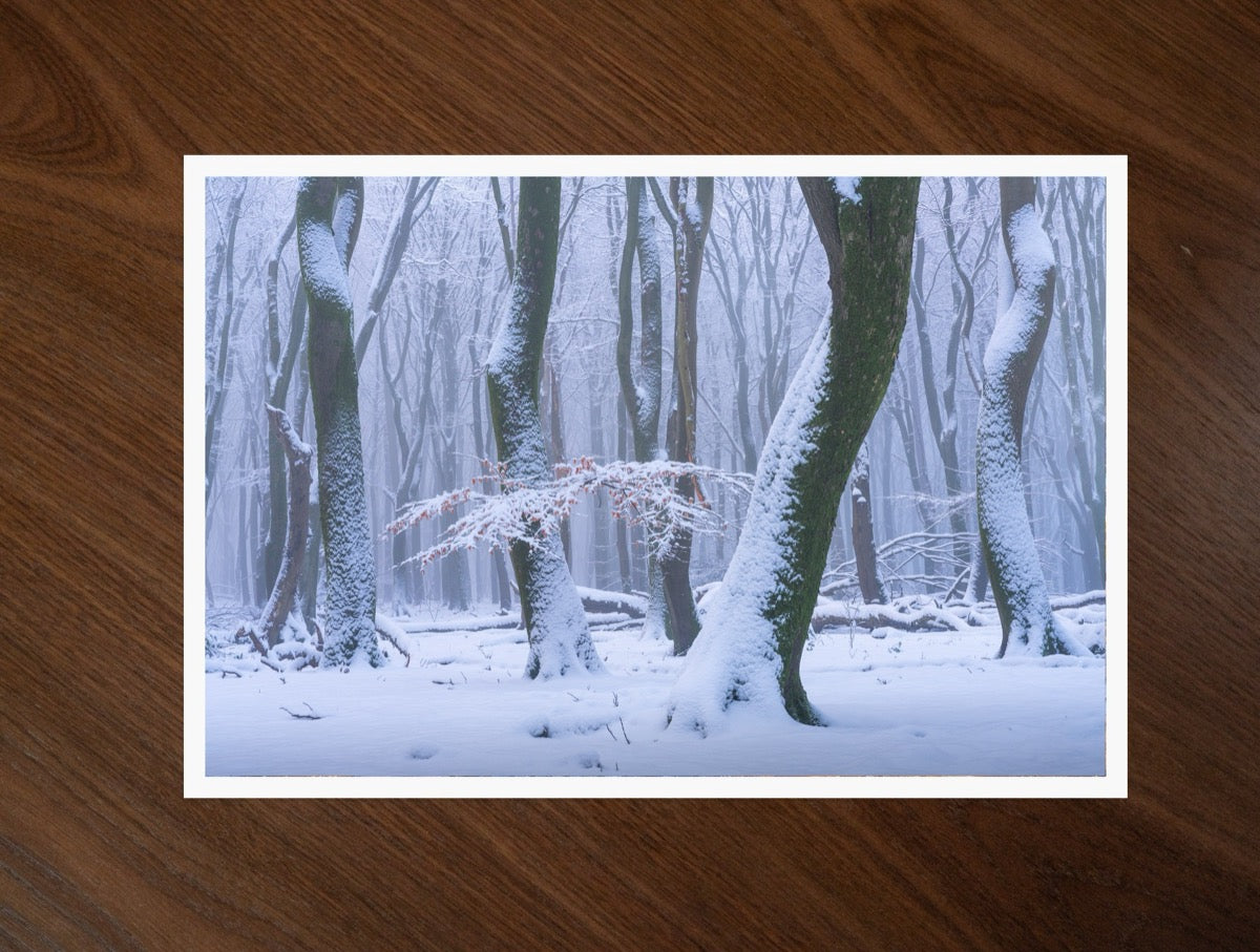 The Frozen Forest print