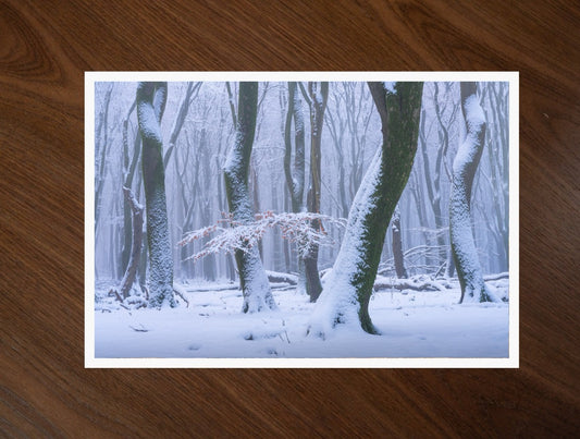 The Frozen Forest print